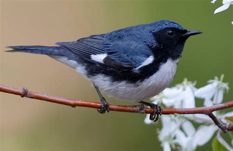 Black-throated Blue Warbler - American Bird Conservancy