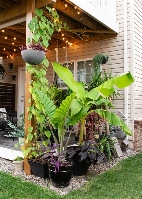 How to Care for a Banana Plant Both in Pots and in the Ground Outdoors