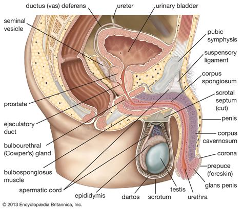 Scrotum | Testes, Temperature & Protection | Britannica