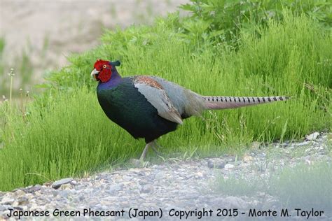 Green (Japanese) Pheasant