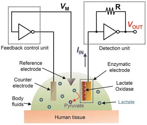 A three-electrode circuit system for wearable amperometric ...