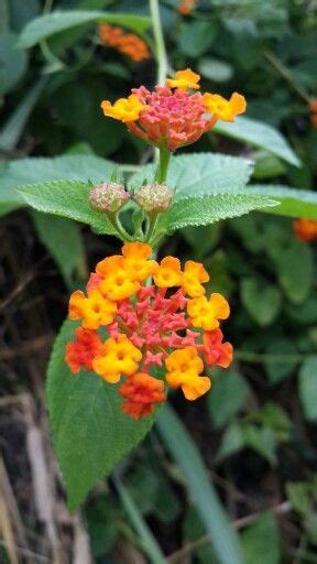 Bunga tanaman semak belukar | Plants, Lantana, Lantana camara