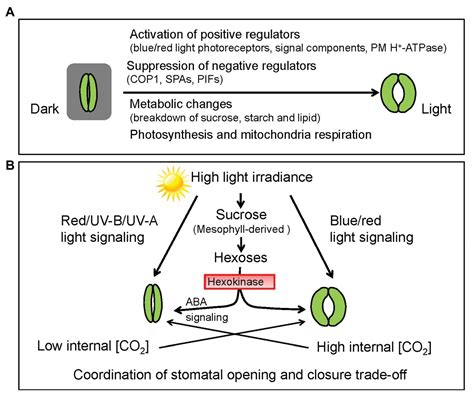 Stomata In Plants