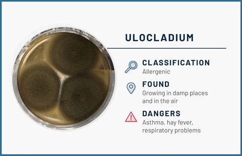 12 Common Types of Mold Found in the Home | ApartmentGuide.com