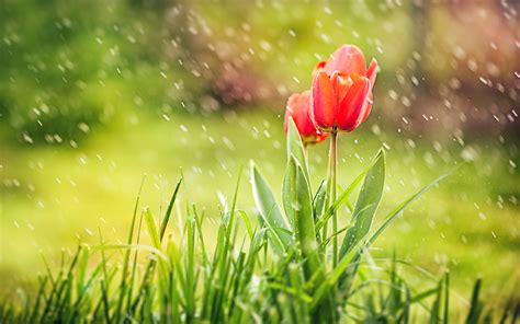 Red Tulip Rain Wallpapers | HD Wallpapers | ID #14543