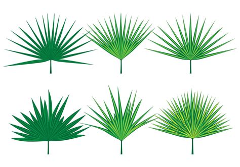 Palmetto Leaves Vectors 146133 Vector Art at Vecteezy