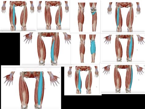 Knee Muscles Diagram | Quizlet