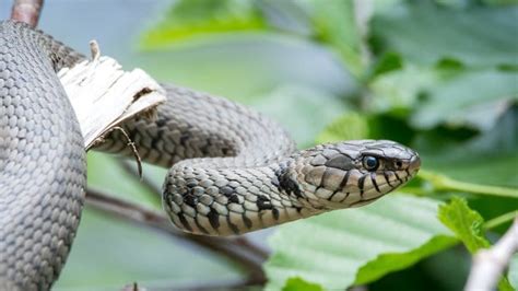 Snake Locomotion: How Do Legless Animals Move Around?