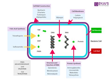 Antibiotics - Uses, Resistance, Types & Side effects of Antibiotics with Videos