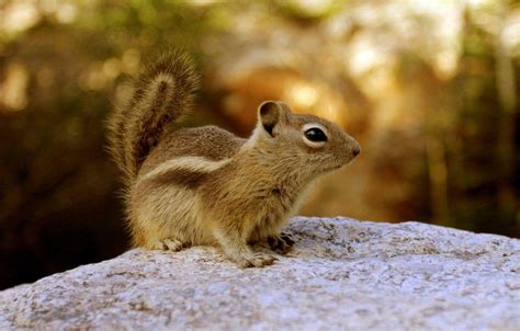 Baby Chipmunk Wallpapers - Top Free Baby Chipmunk Backgrounds - WallpaperAccess