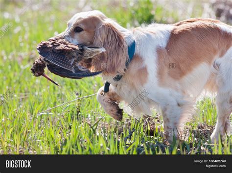 Hunting Dog Spaniel Image & Photo (Free Trial) | Bigstock