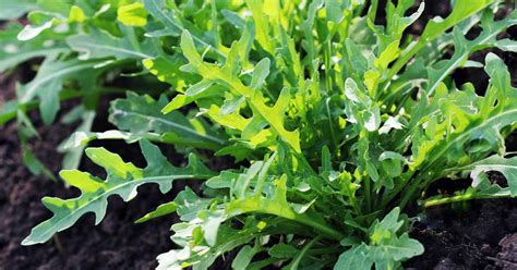 Arugula Growing Guides, Tips, and Information | Gardener's Path