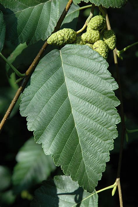 Alder Genus: Common Trees of the Pacific Northwest