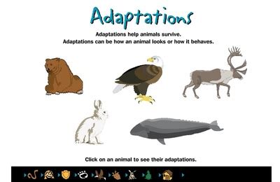 Animal Adaptations