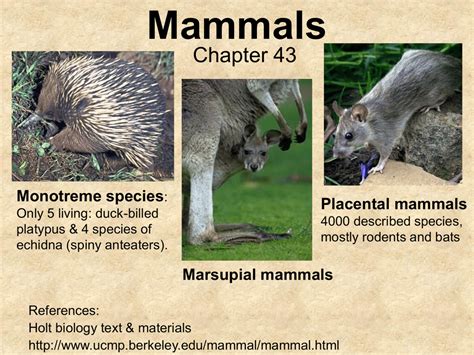 Placental Mammals Examples