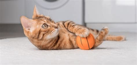 30,594 Cat Playing With Ball Royalty-Free Photos and Stock Images ...