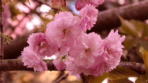 Cherry Blossom Tree Branch Free Stock Photo - Public Domain Pictures