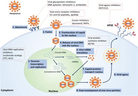 Virus Life Cycle Steps