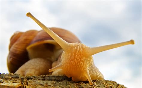 Snail Full HD Wallpaper and Background Image | 1920x1200 | ID:330069