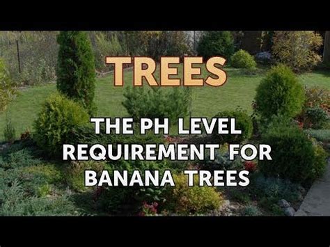 The pH Level Requirement for Banana Trees - YouTube