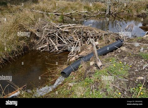 "Beaver defeater" drainage pipe installed to reduce effectiveness of a dam built by Eurasian ...