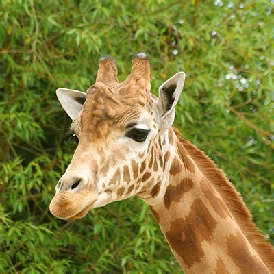 Kordofan Giraffe – Zoo des Sables d'Olonne