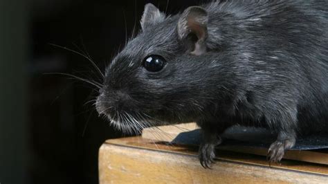 5 Types of Zoonotic Diseases Caused by Rats - World Today News