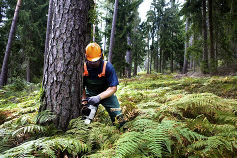 Safely Felling a Tree: A Five-Step Guide