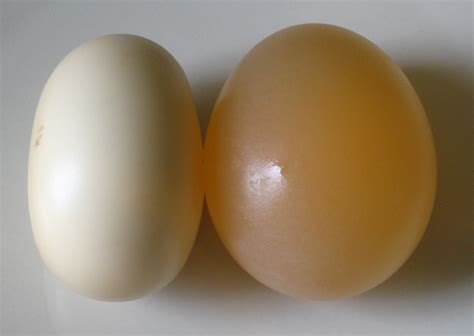 Scientific Videos: Osmosis Practical with Eggs