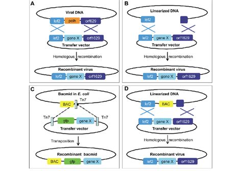 Baculovirus expression vectors over time. Various methods exist to... | Download Scientific Diagram