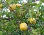 Citrus limettioides Seeds , Sweet Lime Seeds , Lemon Fruit Seeds