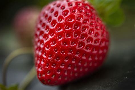 New UC strawberries have disease resistance, other traits - Fruit Growers News