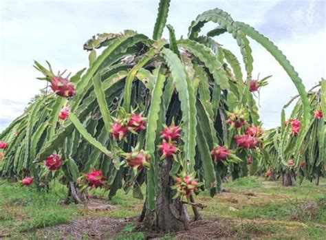 Hylocereus Undatus | Dragon Fruit Cactus Seeds - Cactus Kingdom