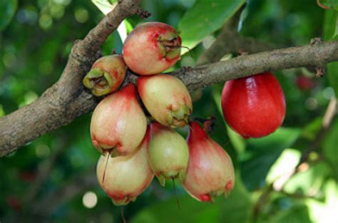 Syzygium Malaccense, Makopa, Mountain Apple, Jambu Bol, Malay Rose Apple Efficacy for Health ...