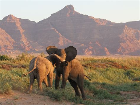 Elephants in Namibia | Wildlife Photo of the Day