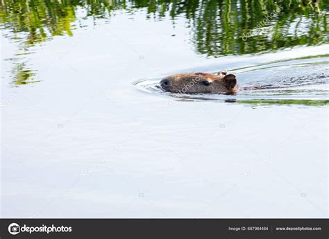 Capybara Swimming Lake Capybara Largest Rodent World Species Hydrochoerus Hydrochaeris Stock ...