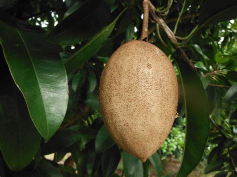 Manilkara zapota 'Tikal'(Sapodilla Tree5) - Richard Lyons Nursery, Inc.