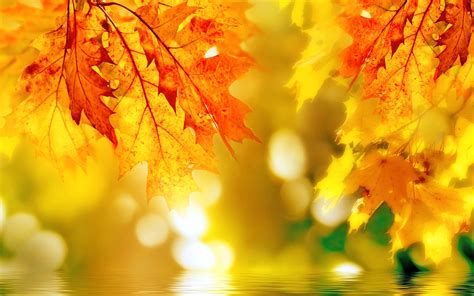 Autumn Glow: HD Bokeh Leaf Wallpaper