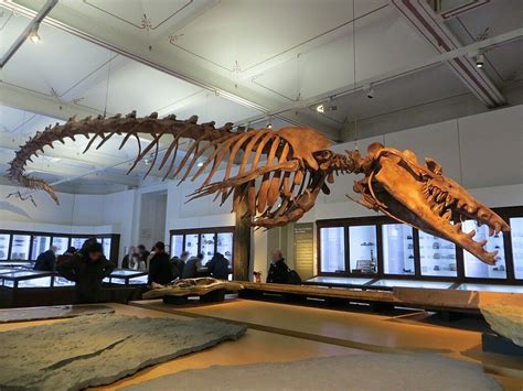 Alabama State Fossil - Basilosaurus - FossilEra.com