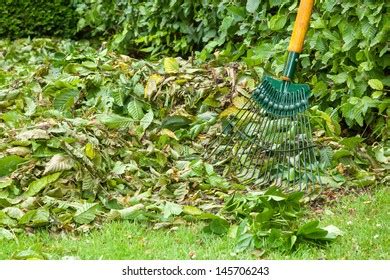 Beech Hedge Pruning Raked Together Stock Photo 145706243 | Shutterstock