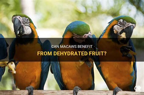 Can Macaws Benefit From Dehydrated Fruit? | PetShun