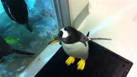 penguins at the Tennessee aquarium - YouTube