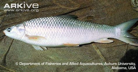 Mrigal carp - Alchetron, The Free Social Encyclopedia