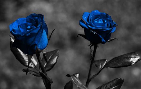 Blue Rose Wallpaper HD Free Download