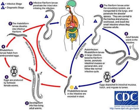 trichuris trichiura life cycle - Căutare Google | Ciclos de vida, Ciclo vital, Auxiliar de ...