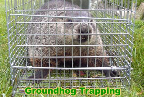 How to Catch a Groundhog in a Trap