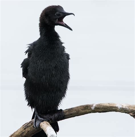 Pygmy Cormorant, Dwergaalscholver, Phalacrocorax pygmaeus.… | Flickr