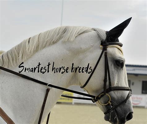 What Are the Smartest Horse Breeds in the World?