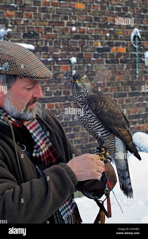 northern goshawk (Accipiter gentilis), falconer preparing a northern goshawk for hunting Stock ...