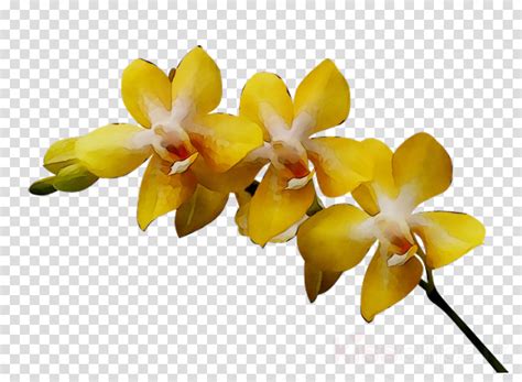 Orchid clipart yellow, Orchid yellow Transparent FREE for download on WebStockReview 2024
